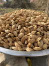 Çıtır Badem 1 kg