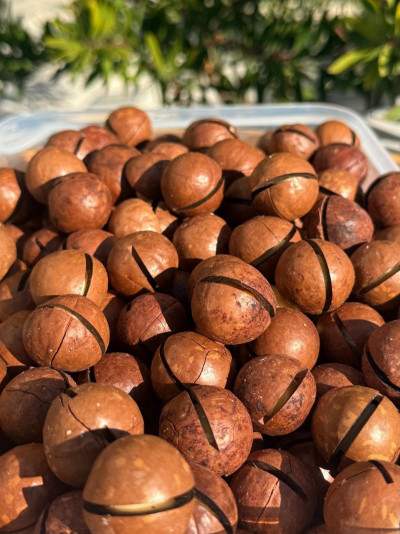 Macadamia fındığı 500 gr