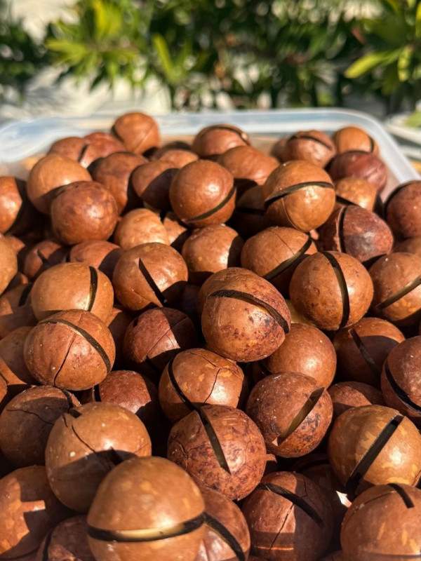 Macadamia fındığı 500 gr